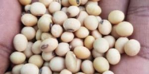 Soyabean