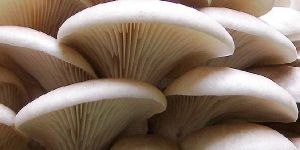Oyster Mushroom