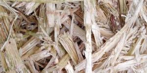 Sugarcane Bagasse for Making Biofuel