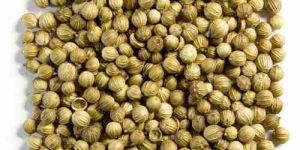 Dried Coriander Seeds