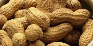Shelled Groundnut