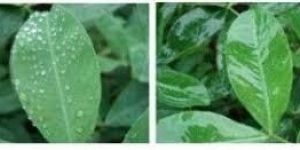 ORGANIC ADJUVANT