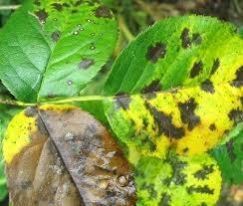 Organic Plant Fungicides