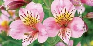 Organic Plant Flowering