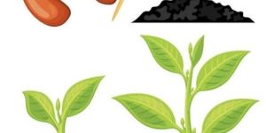 Organic Plant Growth Promoter