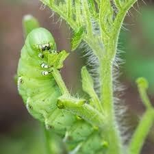 Plant Larvicides