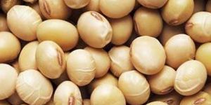 Soybean Seeds