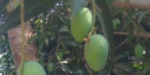 Alphonso Mangoes