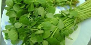 Fenugreek Leaves