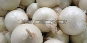Fresh White Onion