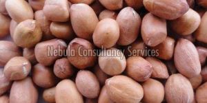 Java Groundnut Kernels