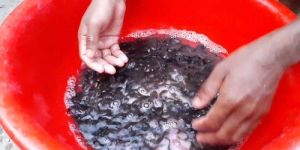 Desi Magur Fish Seed