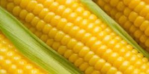 Whole Yellow Corn