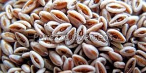 Brown Psyllium Seeds
