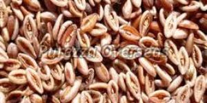 Dried Psyllium Seeds