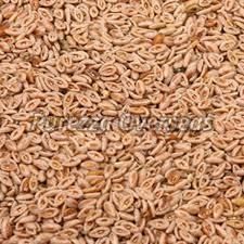 Natural Psyllium Seeds