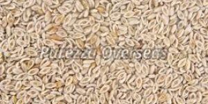 White Psyllium Seeds