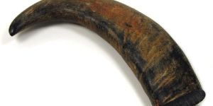 Buffalo Horn Tip