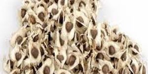 Moringa Seeds