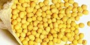 Yellow Soybean Seeds