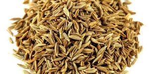 Fresh Cumin Seeds