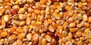 Dried Maize Seeds