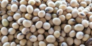 Dried Soybean Seeds