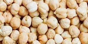 Kabuli Chickpea