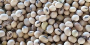 Natural Soybean Seeds