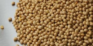 Raw Soybean Seeds