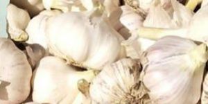 White Garlic