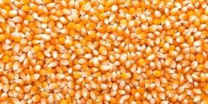 Yellow Maize Seeds