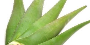 Aloe Vera Leaf