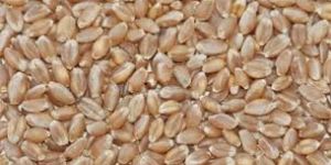 Hybrid Wheat Seeds