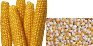 Natural Maize Seeds