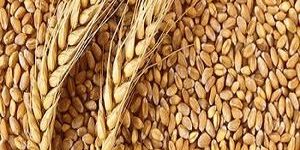 Organic Wheat Seeds