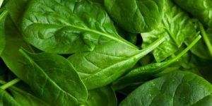 Fresh Spinach