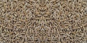 Cumin Seeds