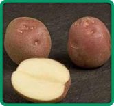 Lady Rosetta Potato