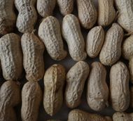 Shelled Groundnuts