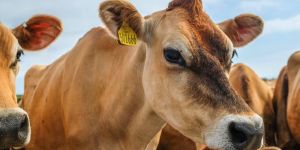 Mannan Oligosaccharide Binding Agent