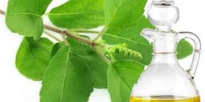 Tulsi Oil