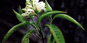 Vasaka / Adhatoda Vasica Plant