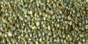 Millet