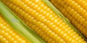 Yellow Maize/Corn