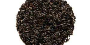 Niger Seed