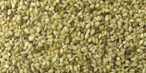 Sesame Seed