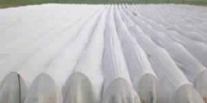 UV Treated Non-woven Fabric