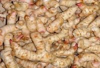 Galangal Fresh Ekangi