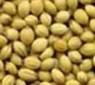 Coriander Seeds
